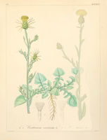 Centaurea solstitialis ssp solstitialis.jpg