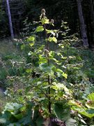 Arctium minus