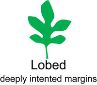 Leaf morphology Lobed.jpg