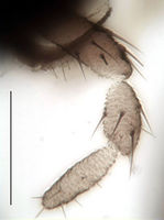 Leptosciarella juliae Palpus.jpg