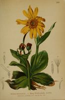 Arnica montana - 001.jpg