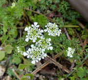 Inflorescence of Scandix pecten-veneris L. subsp. pecten-veneris (photo Andrea Moro 2013)