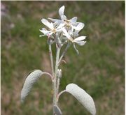 Amelanchier ovalis Medik.