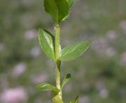 Stalk and leaves of Veronica alpina L.