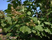 Catalpa bignonioides Walter