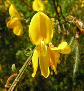 Cytisus scoparius (L.) Link