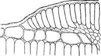 Melampsora allii-fragilis Kleb. Abb0137-5 (Gäumann 1959, Rostpilze Mitteleuropas).png