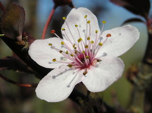 2007-03-fleur prunus cerasifera.jpg