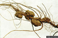 Agrobacterium tumefaciens IPM1436062.jpg