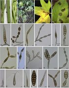 Alternaria StudMycol 2019.jpg