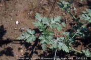 Ambrosia acanthicarpa IPM5374243.jpg