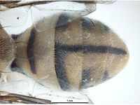 Bactrocera tau PaDIL136206d.jpg