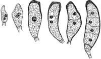 Coleosporium senecionis (Pers.) Fr. Abb0111 (Gäumann 1959, Rostpilze Mitteleuropas).png