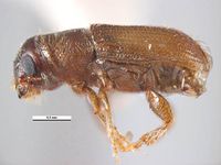 Dendroctonus frontalis PaDIL135640a.jpg