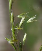 Spikelets of Arrhenatherum elatius (L.) P. Beauv. ex J. Presl & C. Presl subsp. elatius (photo Andrea Moro 2004)