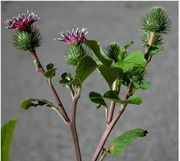 Inflorescence of Arctium minus (Hill) Bernh.