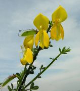 Cytisus scoparius (L.) Link