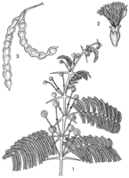 Linedrawing Acacia nilotica.gif