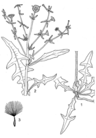 Linedrawing Launaea taraxacifolia.gif