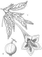 Linedrawing Rothmannia longiflora.gif