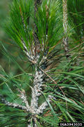 Pineus boerneri IPM3943035.jpg