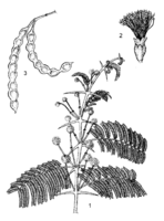 Acacia nilotica PROTA drawing.png