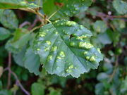 Pflanzengalle Acalitus brevitarsus auf Alnus glutinosa (Blattoberseite)