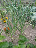 Allium sativum garden.jpg