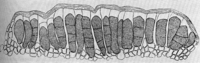Coleosporium euphrasia (Schum.) Wint. Abb0096 (Gäumann 1959, Rostpilze Mitteleuropas).png