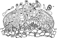 Coleosporium sonchi (Schum.) Lev. Abb0114 (Gäumann 1959, Rostpilze Mitteleuropas).png