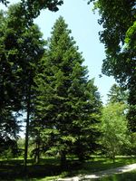 Abies nordmanniana (Steven) Spach – Photo: Andrea Moro 2007, Dryades TSB45422.jpg