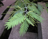 Acacia dealbata Link – Photo: Andrea Moro 2008, Dryades TSB60498.jpg