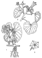 Linedrawing Ipomoea asarifolia.gif