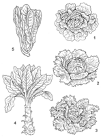 Linedrawing Lactuca sativa.gif