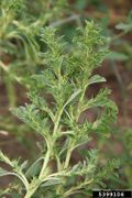 Amaranthus albus IPM5399106.jpg