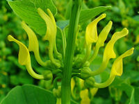 Aristolochia clematitis 002.JPG