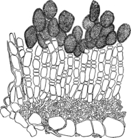 Chrysomyxa pyrolatum (Schw.) Wint. Abb0088 (Gäumann 1959, Rostpilze Mitteleuropas).png