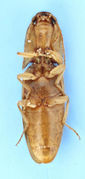 Conoderus vespertinus2.jpg