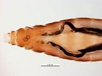 Culicoides actoni PaDIL136243b.jpg