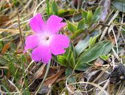 Plant of Primula wulfeniana Schott subsp. wulfeniana (photo Adriano Bruna)