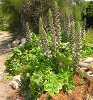 Acanthus mollis L. – Photo: Andrea Moro 2006, Dryades TSB34839.jpg