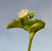 Tradescantia fluminensis Vell.