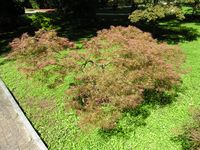 Acer palmatum – Photo: Andrea Moro 2007, Dryades TSB46477.jpg