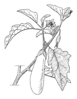 Linedrawing Solanum melongena.gif