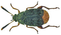 Acanthoscelides obtectus Flickr.jpg