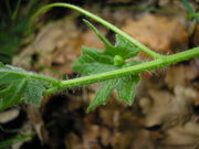 Bryonia dioica JuliaKruse 4.jpg