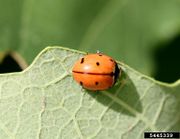 Coccinella novemnotata IPM5445339.jpg