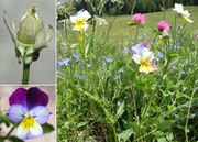 Morphological summary of Viola tricolor L. s.l. (photo Andrea Moro)