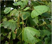 Catalpa bignonioides Walter