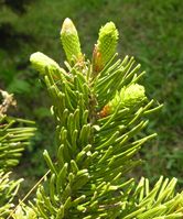 Abies nordmanniana (Steven) Spach – Photo: Andrea Moro 2007, Dryades TSB42646.jpg